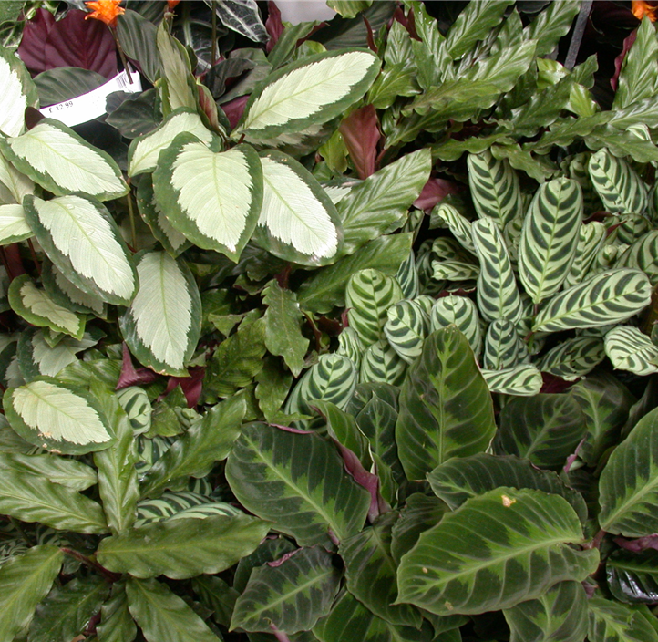 Pflanzen Mauk Gartencenter GmbH