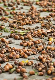 Pflanzen Mauk Gartencenter GmbH