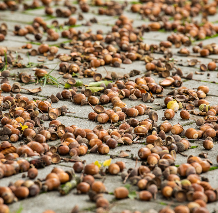 Pflanzen Mauk Gartencenter GmbH