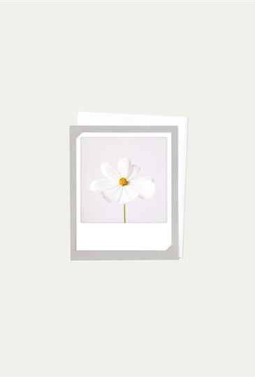 Grau / Blume Grau / Blume