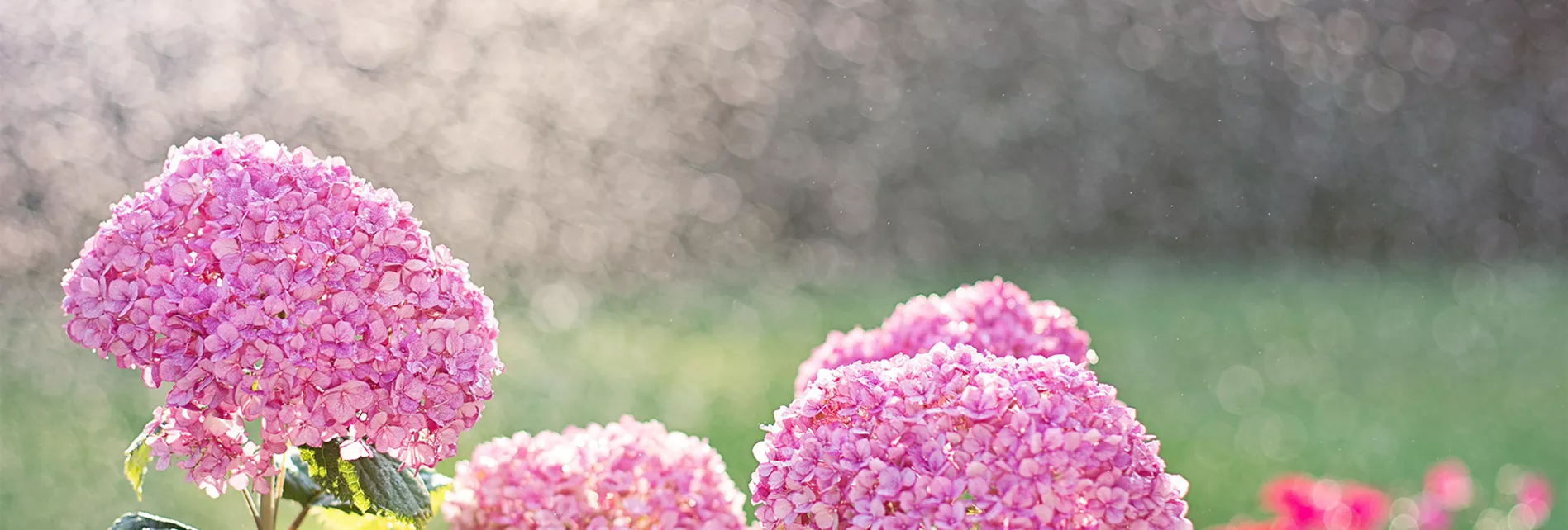Bewaesserung_kaufen_Garten_Pflanzen_Mauk_Gartencenter_2.jpg