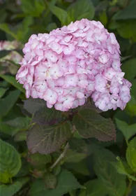 Pflanzen Mauk Gartencenter GmbH