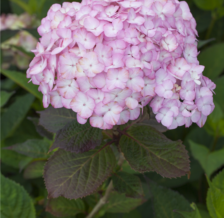 Pflanzen Mauk Gartencenter GmbH