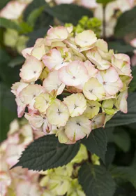 Pflanzen Mauk Gartencenter GmbH
