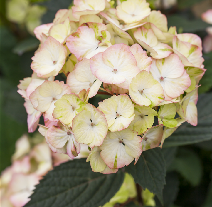 Pflanzen Mauk Gartencenter GmbH