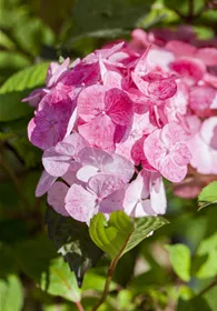 Pflanzen Mauk Gartencenter GmbH