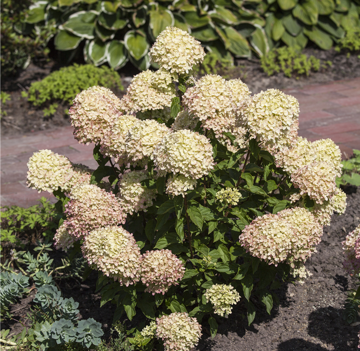 Pflanzen Mauk Gartencenter GmbH