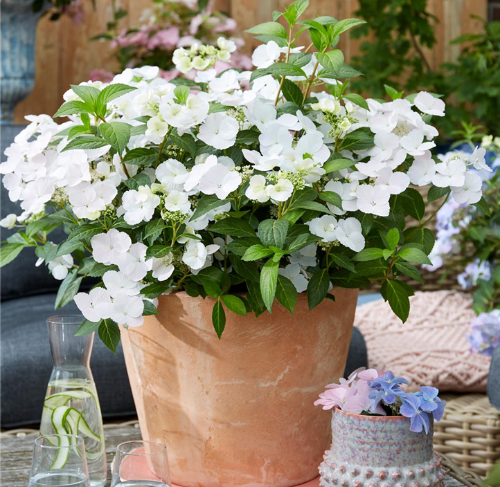 Pflanzen Mauk Gartencenter GmbH