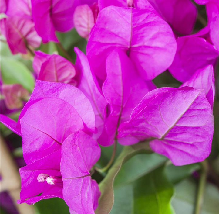 Pflanzen Mauk Gartencenter GmbH