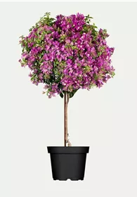 Pflanzen Mauk Gartencenter GmbH