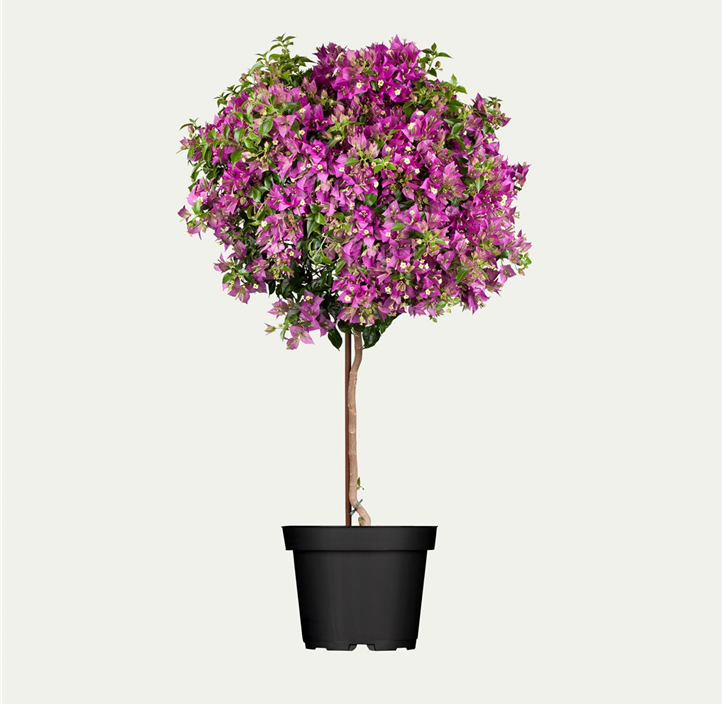 Pflanzen Mauk Gartencenter GmbH