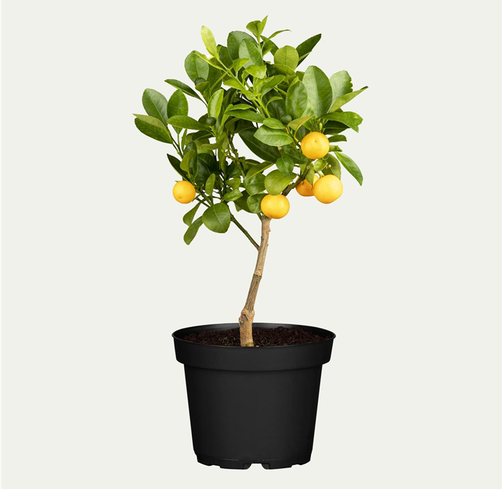 Pflanzen Mauk Gartencenter GmbH