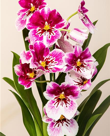 Orchideenwoche Orchideenwoche