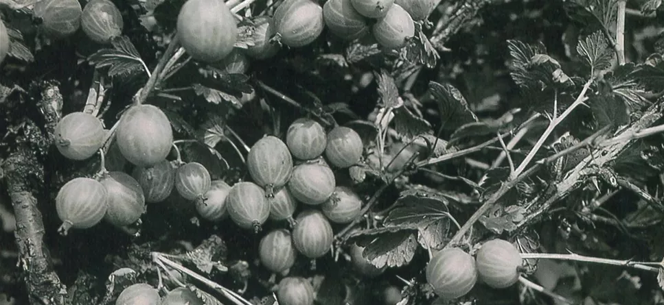 pflanzen_mauk_historie_1874_3.jpg