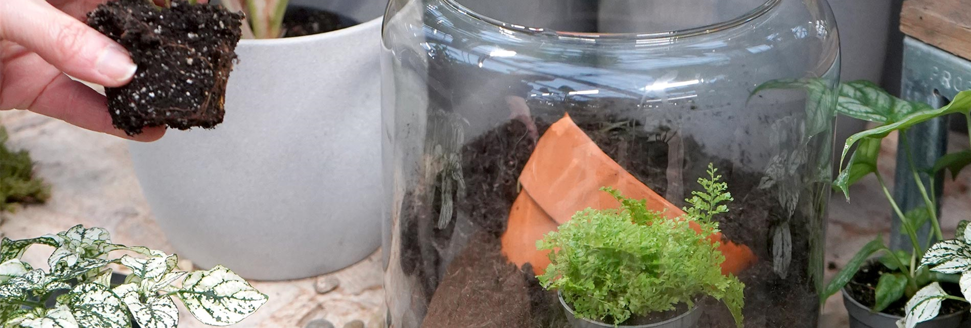 terrarium-bepflanzen_3.jpg