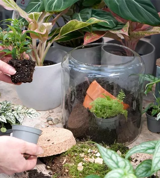 terrarium-bepflanzen_3.jpg