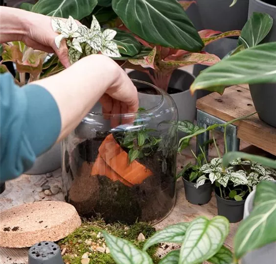 terrarium-bepflanzen_4.jpg
