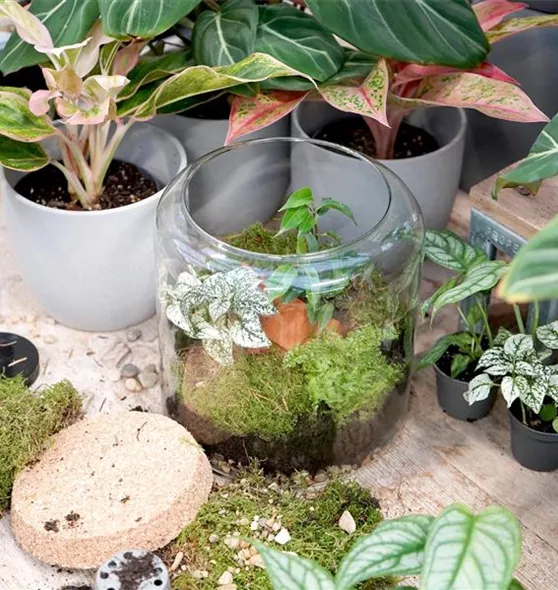 Terrarium bepflanzen Workshop