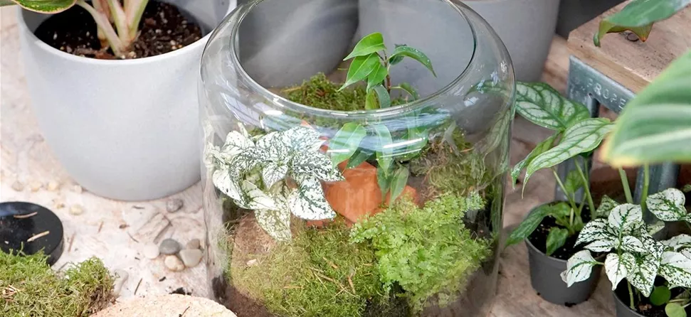 terrarium-bepflanzen_5.jpg