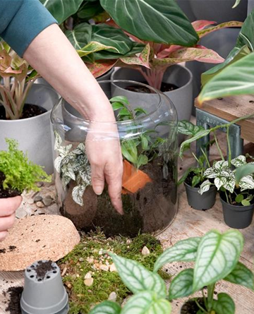 Workshop: Afterwork Terrarium bepflanzen