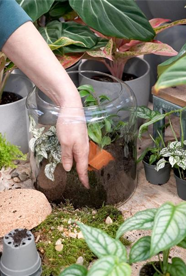 Workshop: Afterwork Terrarium bepflanzen