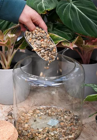 terrarium-bepflanzen_7.jpg