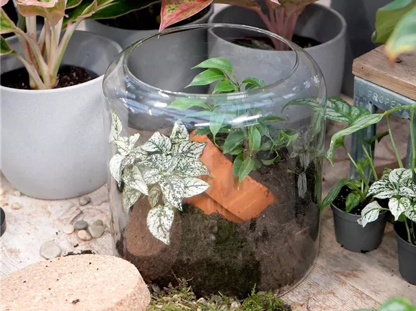 terrarium-bepflanzen_9.jpg