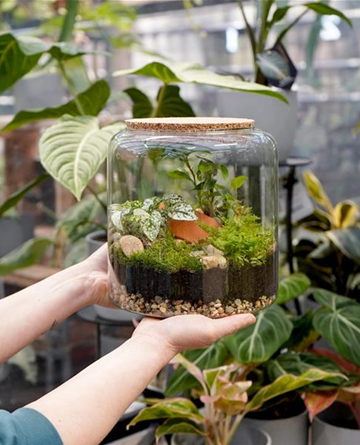 Workshop: Terrarium bepflanzen
