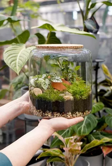 Workshop: Terrarium bepflanzen