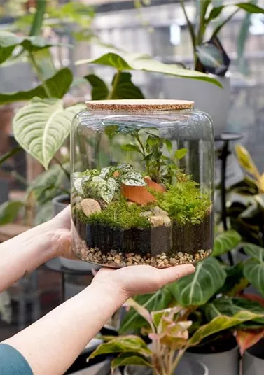 terrarium-bepflanzen_10.jpg