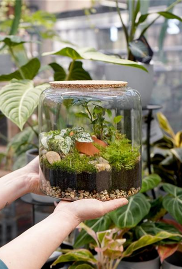 Terrarium bepflanzen