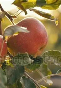 Pflanzen Mauk Gartencenter GmbH