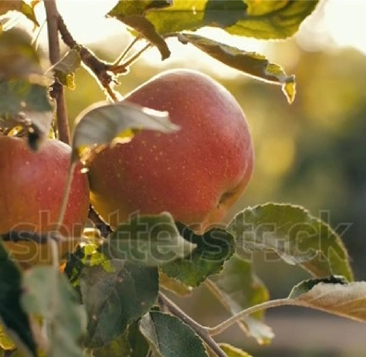 Pflanzen Mauk Gartencenter GmbH