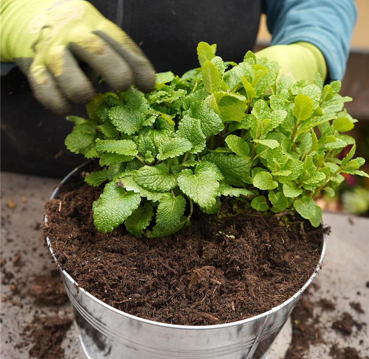 Pflanzen Mauk Gartencenter GmbH