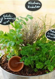 Pflanzen Mauk Gartencenter GmbH