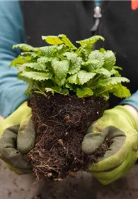Pflanzen Mauk Gartencenter GmbH