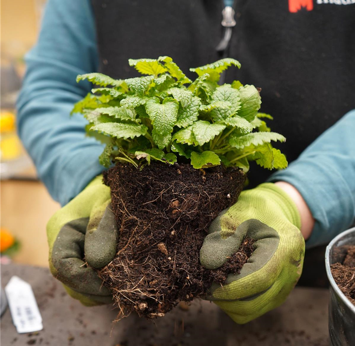 Pflanzen Mauk Gartencenter GmbH