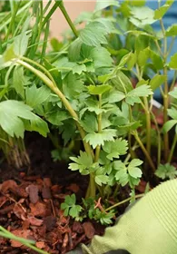Pflanzen Mauk Gartencenter GmbH