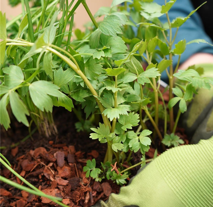 Pflanzen Mauk Gartencenter GmbH