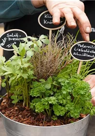 Pflanzen Mauk Gartencenter GmbH