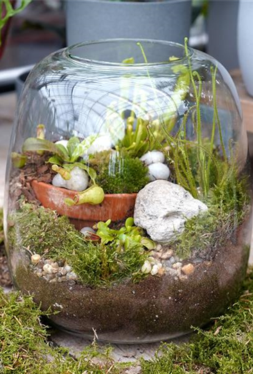 Workshop: Fleischfressende Pflanzen im Glas