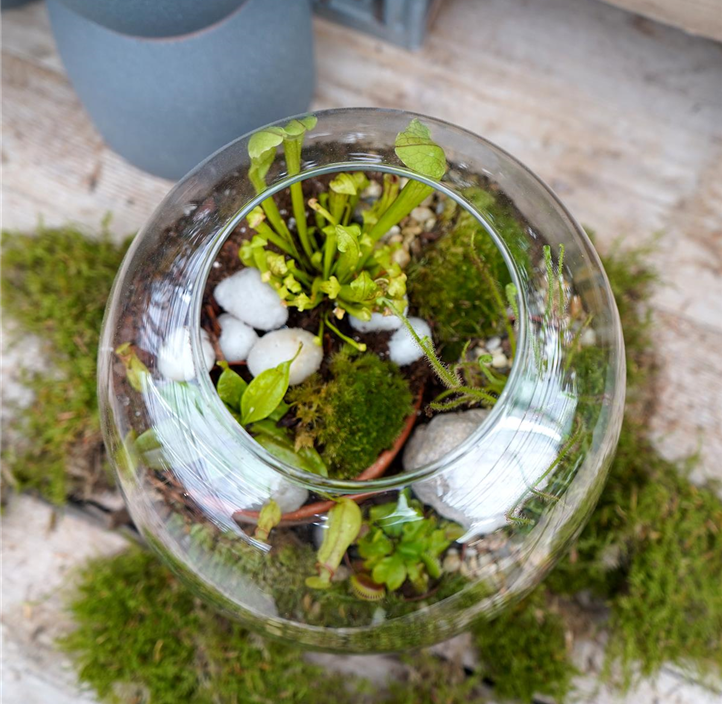 Pflanzen Mauk Gartencenter GmbH