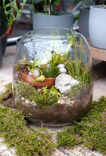 Workshop: Fleischfressende Pflanzen im Glas