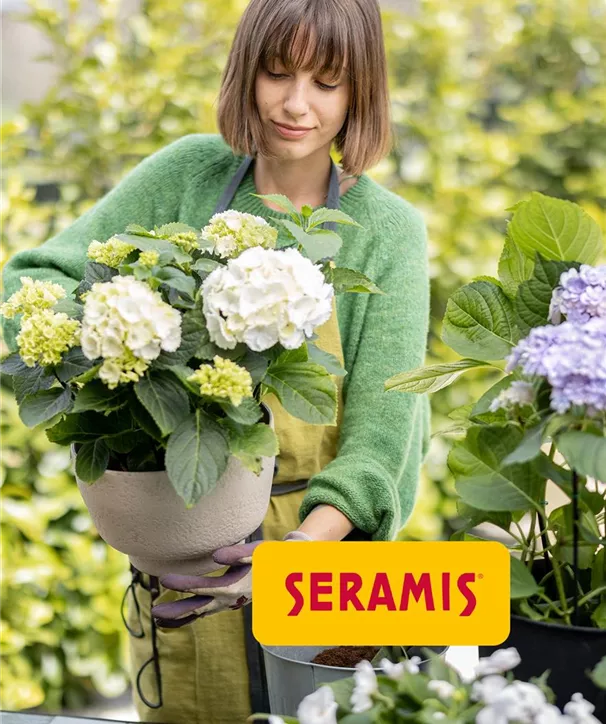 seramis-umtopfaktion.jpg