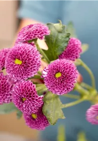 Pflanzen Mauk Gartencenter GmbH
