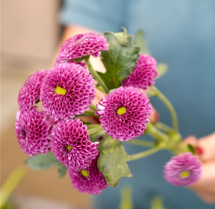 Pflanzen Mauk Gartencenter GmbH