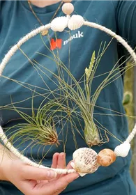Pflanzen Mauk Gartencenter GmbH