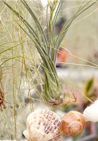 Pflanzen Mauk Gartencenter GmbH