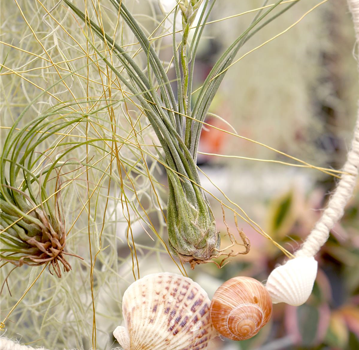 Pflanzen Mauk Gartencenter GmbH