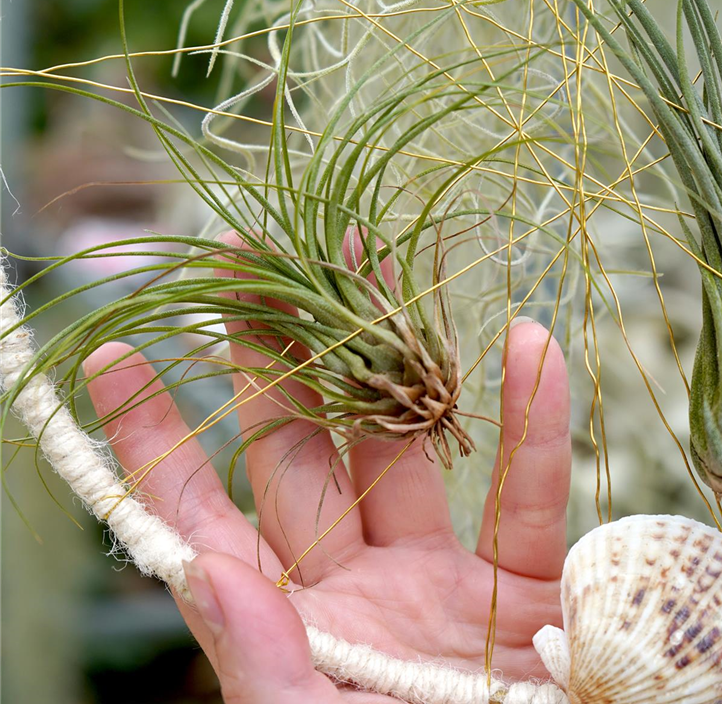 Pflanzen Mauk Gartencenter GmbH